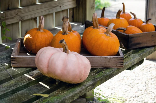 Citrouilles d'automne en boîtes — Photo