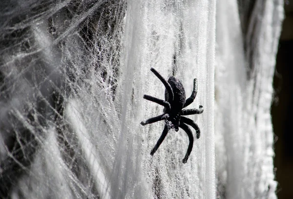 Zwarte spin in valse web — Stockfoto