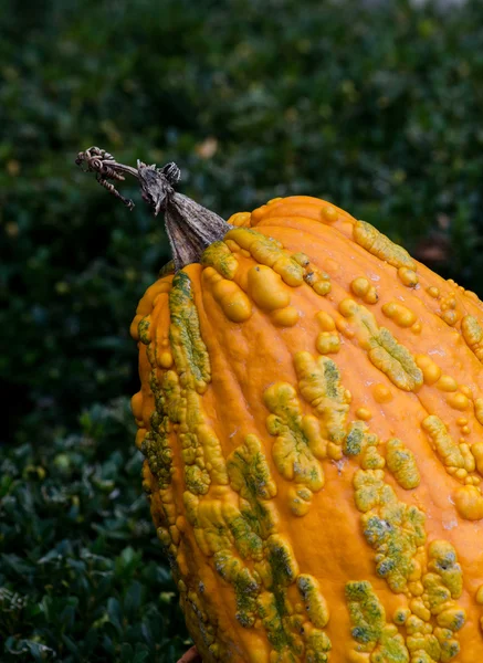 Hobbelige oranje kalebas — Stockfoto