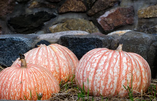 Pumpkins and stone wall — Stock Photo, Image