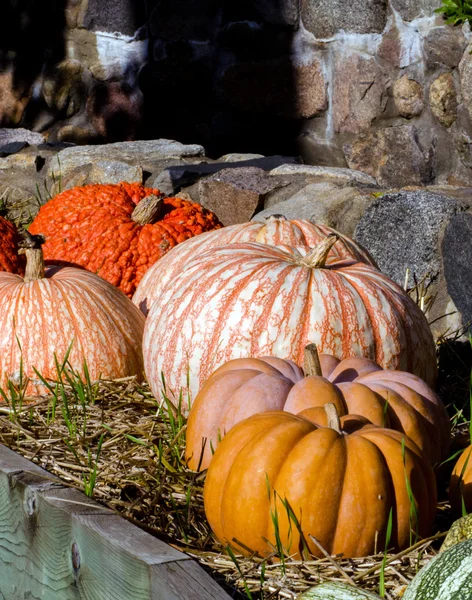 Esposizione di zucca e zucca lungo un muro di pietra — Foto Stock