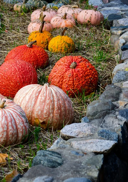 Espositore di zucca all'aperto con muro di pietra — Foto Stock