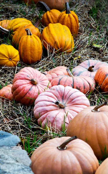 Citrouilles dans la paille — Photo