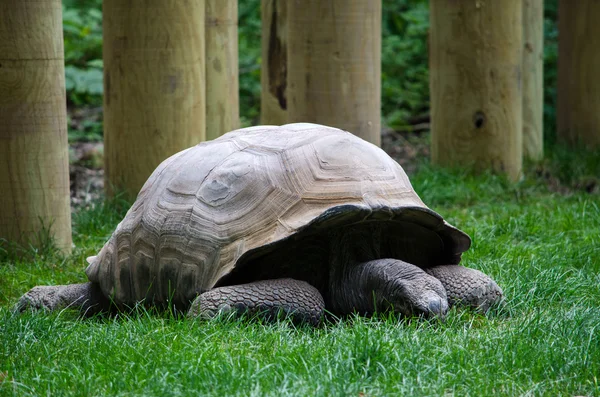 Tortue géante — Photo