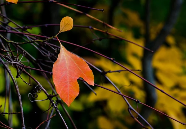 Orange leaf — Stock Photo, Image