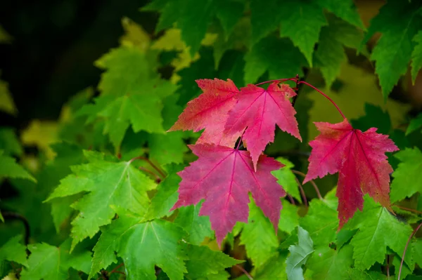 秋天的第一种颜色 — 图库照片