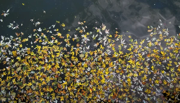 Frunzele de cădere plutesc în apă — Fotografie, imagine de stoc