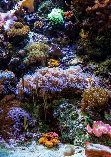Creature marine in un giardino oceanico — Foto Stock