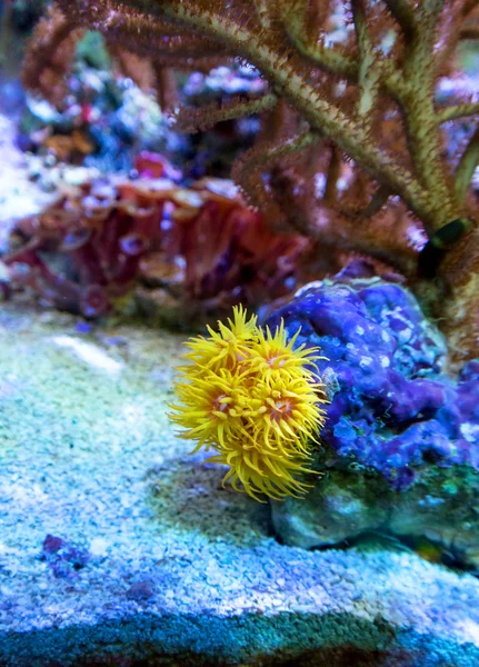 Sea creatures in an aquarium — Stock Photo, Image