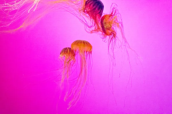 Jelly fish floating in pink light — Stock Photo, Image