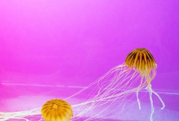 Jelly fish friends — Stock Photo, Image