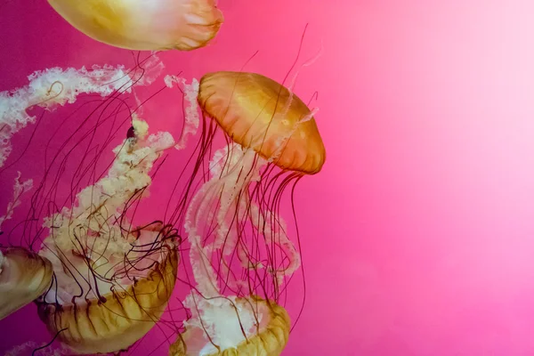 Jelly fish dance — Stock Photo, Image