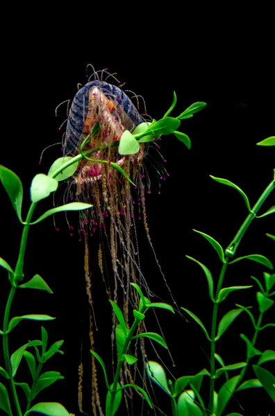 Jelly fish swimming among green sea plants — Stock Photo, Image