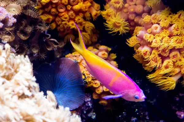 Brilliant pink fish swims among corals — Stock Photo, Image