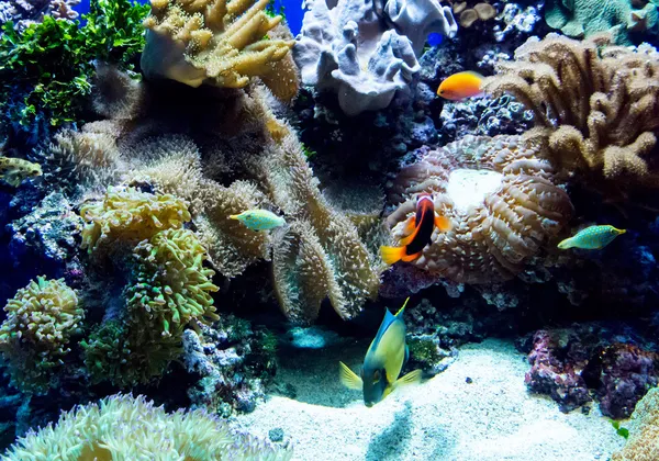 Fische, Korallen und Kondylaktis — Stockfoto