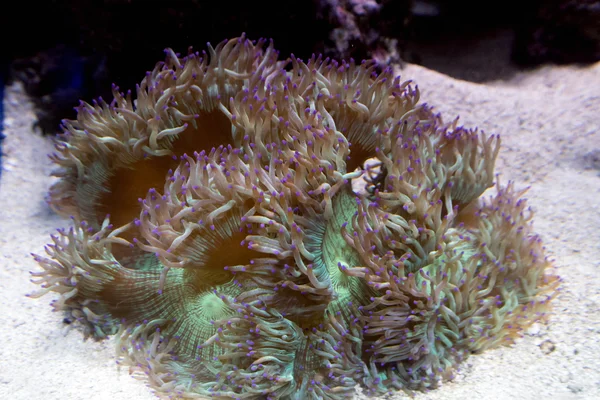 Green and purple anemone — Stock Photo, Image