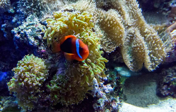 Pesce arancione e azzurro che gioca in un anemone — Foto Stock