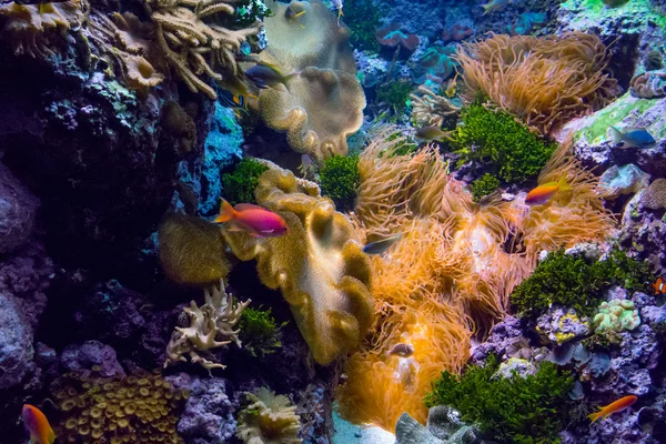Salt water creatures in an aquarium — Stock Photo, Image
