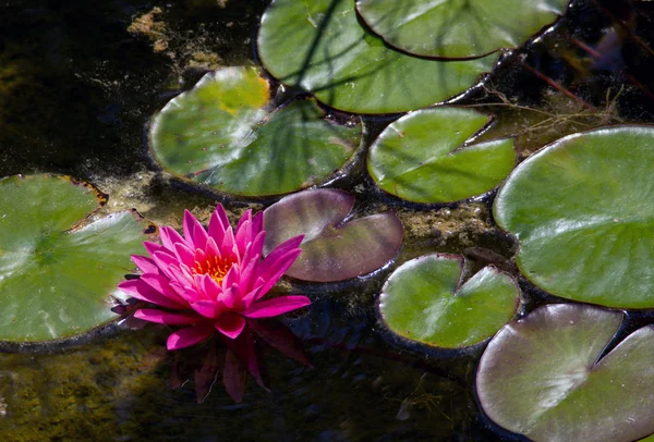 Lírio de água rosa refletido em uma lagoa — Fotografia de Stock