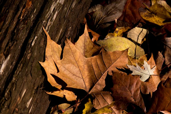 Herbstlaub und altes Holz — Stockfoto