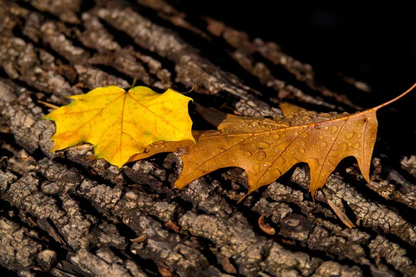 Oak leaf,Gold maple leafl and old tree trunk — Stock Photo, Image