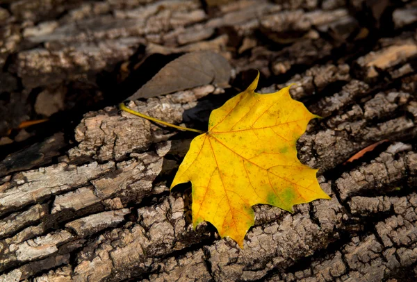 Gold maple leafl and old tree trunk — Stock Photo, Image