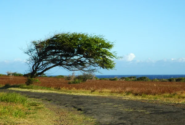 Unique landscape on the island of hawaii — Stock Photo, Image