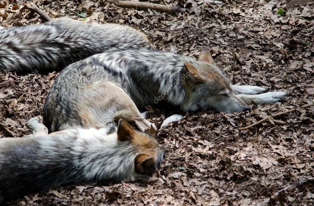 Sleeping wolf pack ⬇ Stock Photo, Image by © inyrdreams #38235929