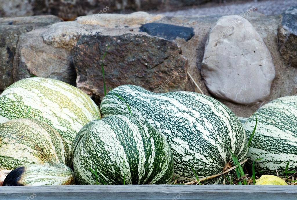 Watermelon pumpkins — Stock Photo © inyrdreams 38236313