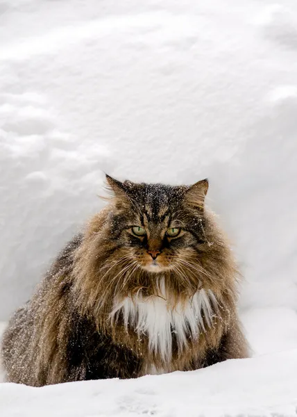 Gato louco frio na neve — Fotografia de Stock