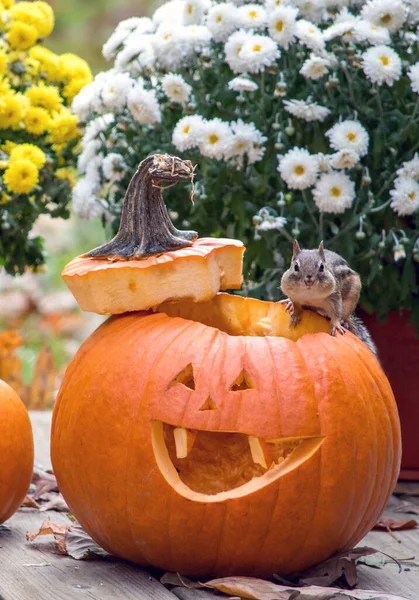 Niedliche Kleine Streifenhörnchen Sitzt Rand Eines Lächelnden Orange Jack Laterne — Stockfoto
