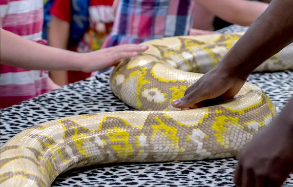 Hands Touch Large Snake Show Tell Event Wild Animals — Stock Photo, Image