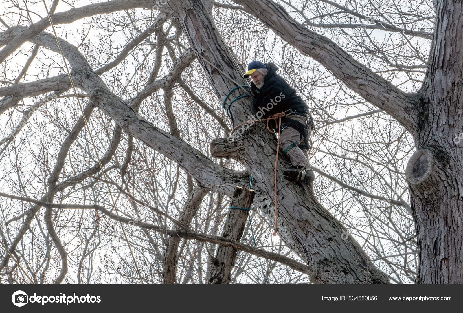 Tree Climber Carefully Cuts Rope Large Tree Branch Huge Oak