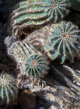 Dikenli top kaktüsü, bakmak için güzel ama dokunmak yok.