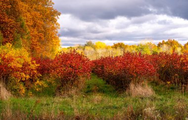 Sonbaharda yaban mersini çalıları