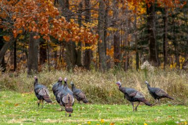 Michigan 'da kırsal alanda serbest dolaşan hindiler ortaya çıktı.