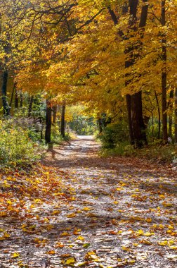Michigan USA 'da çok güzel bir yaprak yolu var. En iyi ihtimalle sonbahar renkleri.