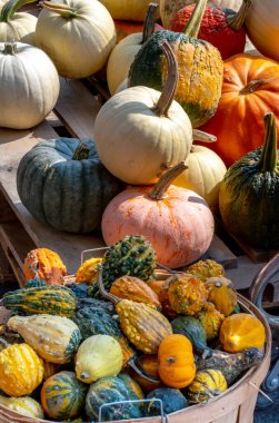 Birçok şekildeki kabak ve kabak çeşitleri. Boyutları, sonbahar dekorasyonu için mükemmel.