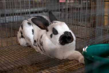 Kareli dev denen büyük bir tavşan, yerel bir 4-H fuarında bir ağılda sergileniyor.