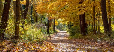 Düşen yapraklardan oluşan bir halıyla kaplı kıvrımlı bir yol seni sarı, yeşil ve altından oluşan bir tünele götürür.