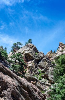 Colorado 'nun bu eğimli kayalık yamacında güçlü ağaçlar yetişir.