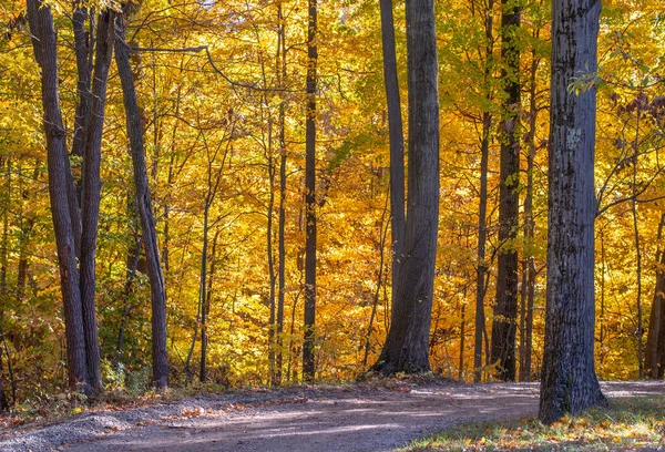 Krásná Podzimní Cesta Kromě Zlatých Stromů Michiganu Usa — Stock fotografie