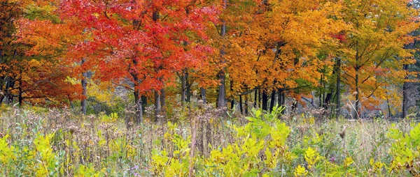 Brillante Panorama Otoñal Colorido Bosque Michigan América Del Norte —  Fotos de Stock