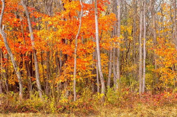美国密歇根州的一片树林装饰着金黄的叶子 — 图库照片