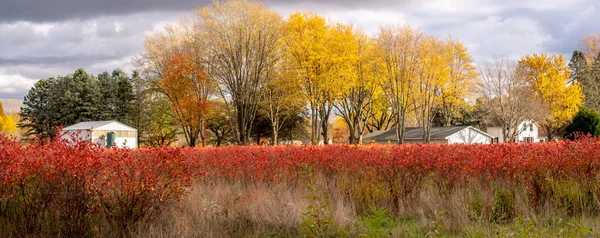 Colorful Blueberry Farm Fall Turns Brilliant Orange Red — Stock Photo, Image