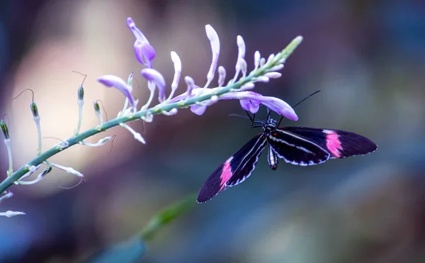 繊細な蝶が紫色の花から逆さまに垂れ下がり日中の食事のために蜜を吸い — ストック写真