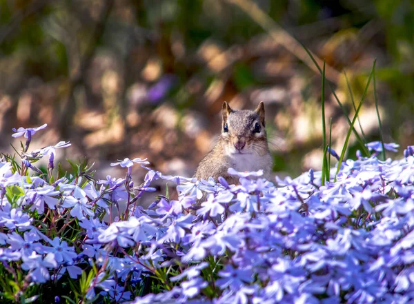 Kleine Eekhoorn Gluurt Van Achter Een Bloembed Van Paarse Bloesems — Stockfoto