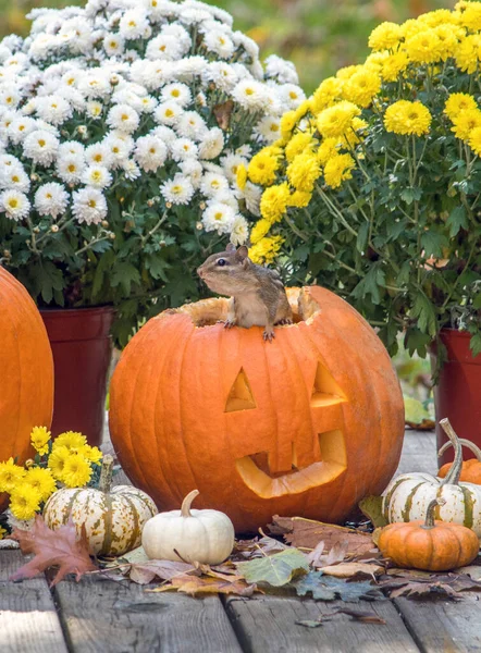 Tiny Chipmunk Pops Out Halloween Pumpkin Fun Fall Still Life — Foto Stock