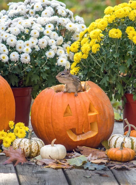 この楽しい秋の静物画の中で小さなチプムンクがハロウィンのカボチャから出てきます — ストック写真