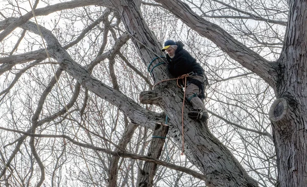 Tree Climber Carefully Cuts Rope Large Tree Branch Huge Oak — Stock Photo, Image